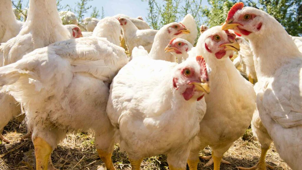 élevage poulets
