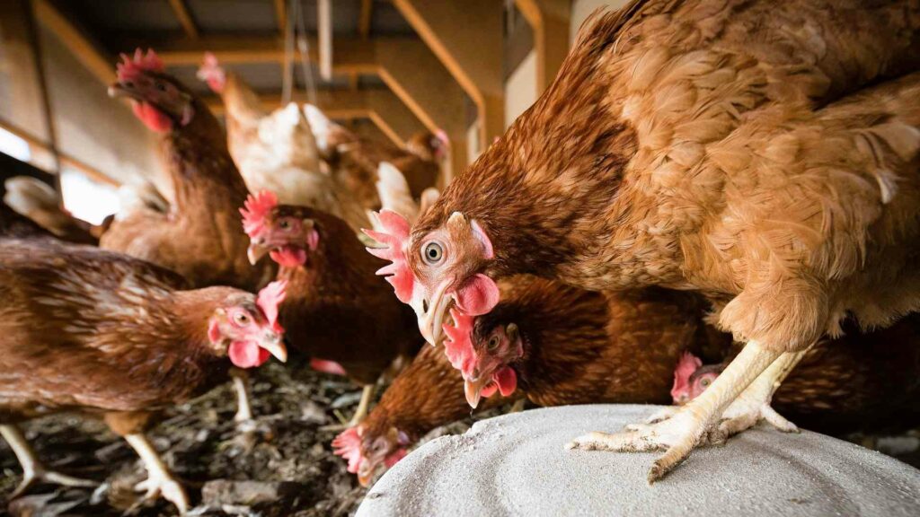 élevage de poules pondeuses