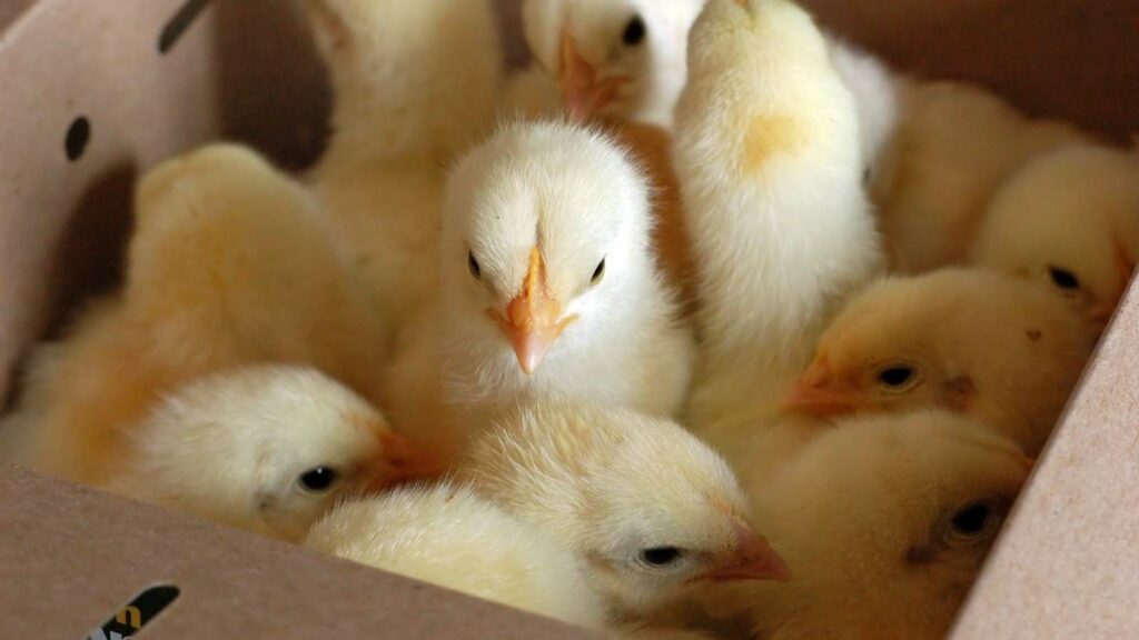 poussins en caisse