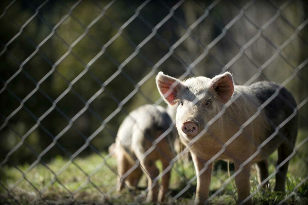 porc grillage biosécurité