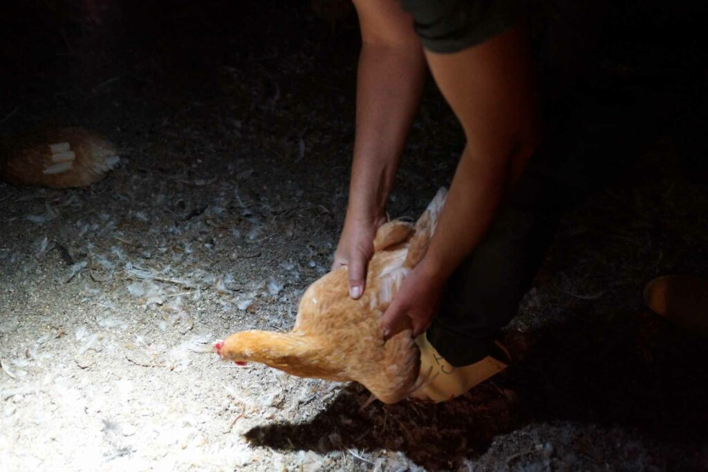 attrapage d'un poulet label