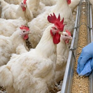 Prélèvement salmonelle en volailles reproductrices