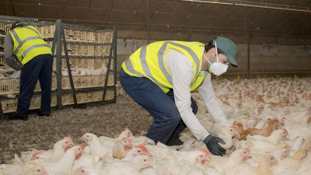 ramassage poulets