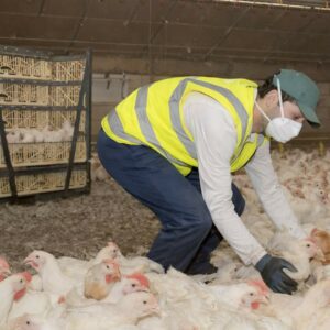 ramassage poulets
